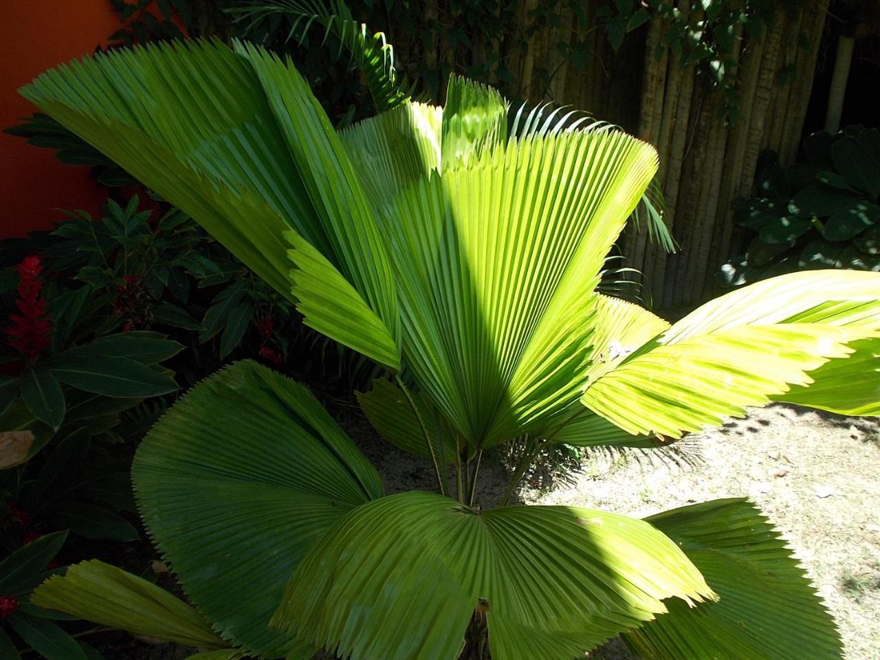 Onca 1024 Villa Trancoso Buitenkant foto