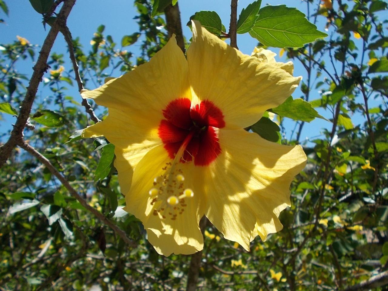 Onca 1024 Villa Trancoso Buitenkant foto
